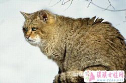 梦见野猫