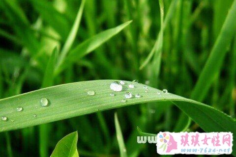 梦见草