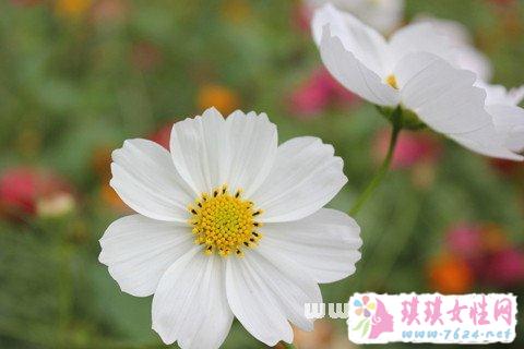 梦见白花