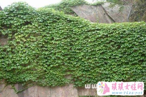 梦见攀援植物