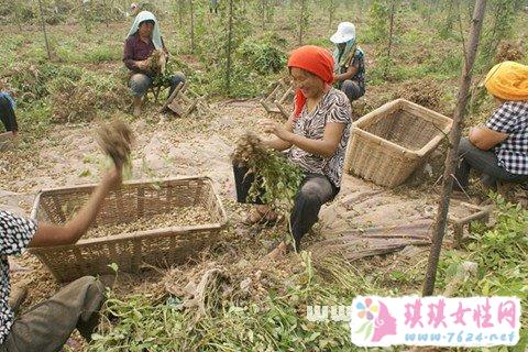 梦见摘花生