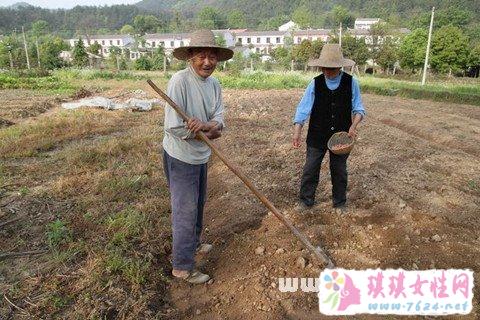 梦见种花生