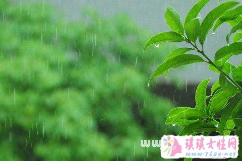 梦见春天细雨