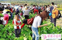 梦见去菜园摘菜