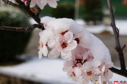 梦见下雪和桃花