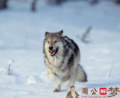 梦见狼进家里