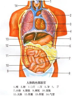 梦见肝脏受伤或有病