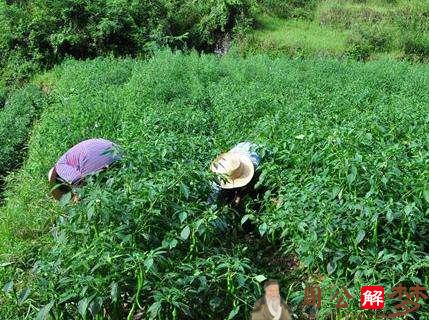 梦见采摘别人家的蔬菜