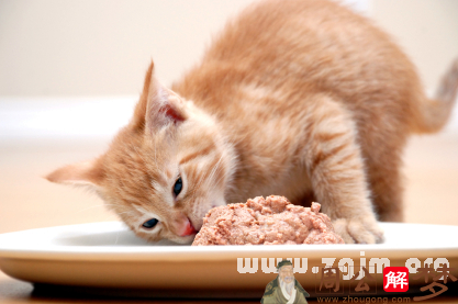 孕妇梦见花猫在吃食