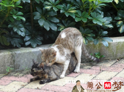 梦到猫啪啪啪