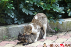 梦到猫啪啪啪