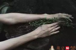 梦见手掌心钻出8条不同的虫子