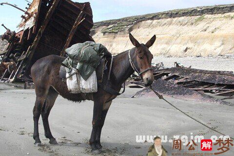 梦见牵着一头骡子掉坑里