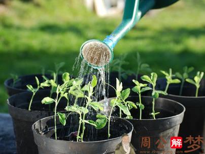 梦见给菜种子和菜苗浇水