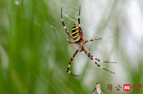 梦见黑蜘蛛且打死