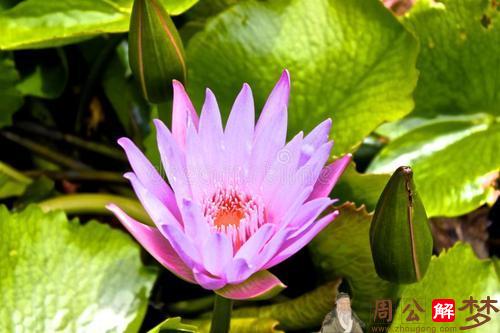 女人梦见植物叶子