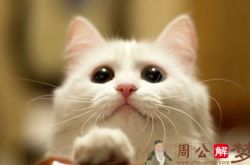 女人梦见猫是什么预兆