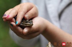 已婚女人梦见黑青蛙