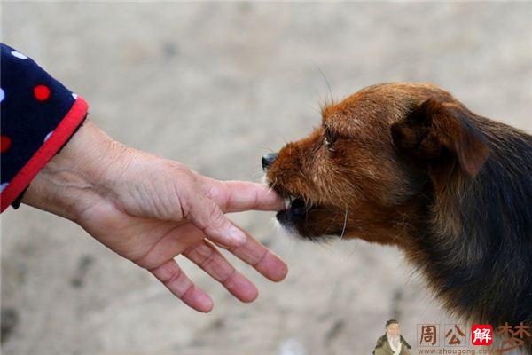 梦见右手被咬