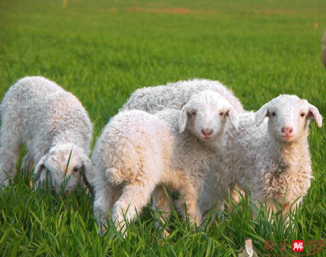 生肖羊几点出生最好，属羊人命运如何?